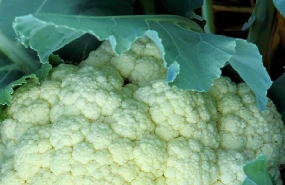 Jahresring #65 - Was wissen wir? Was haben wir? Was fehlt uns? Was lieben wir? Jahresring #65 - Was wissen wir? Was haben wir? Was fehlt uns? Was lieben wir?